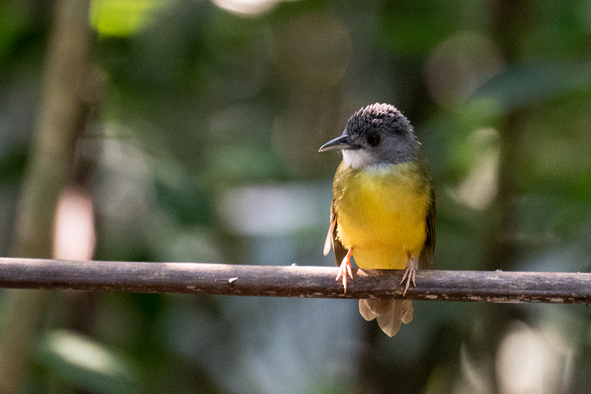 Yellow-bellied Bulbul, Lanchan and Bukit Tinggi, Peninsular Malaysia