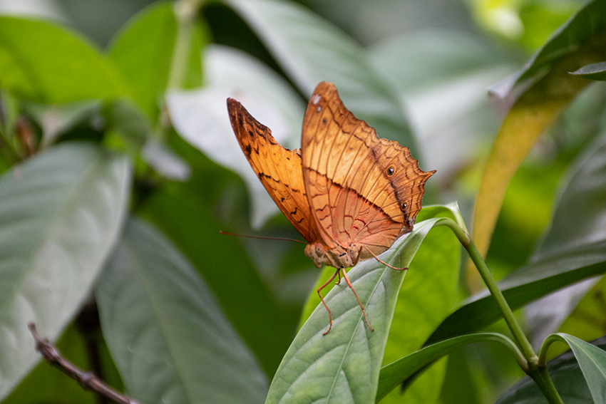 Butterflies 1, Kuala Lumpur Butterfly Park, Peninsular Malaysia