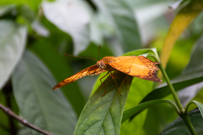 Butterflies 1, Kuala Lumpur Butterfly Park, Peninsular Malaysia