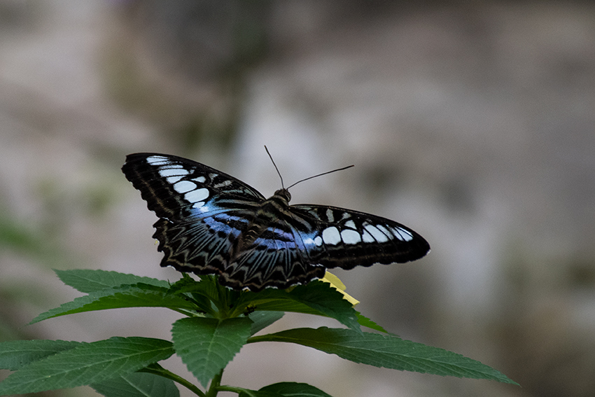 Butterflies 1, Kuala Lumpur Butterfly Park, Peninsular Malaysia