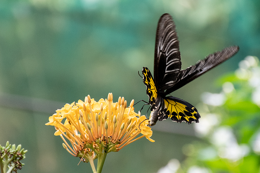 Butterflies 2, Kuala Lumpur Butterfly Park, Peninsular Malaysia