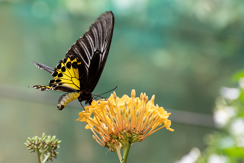 Butterflies 2, Kuala Lumpur Butterfly Park, Peninsular Malaysia