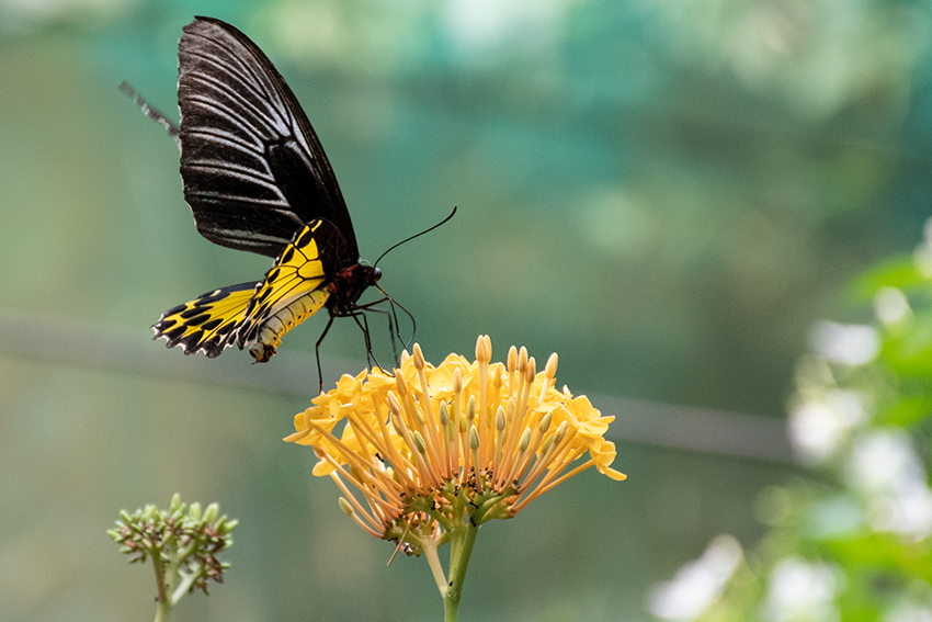 Butterflies 2, Kuala Lumpur Butterfly Park, Peninsular Malaysia