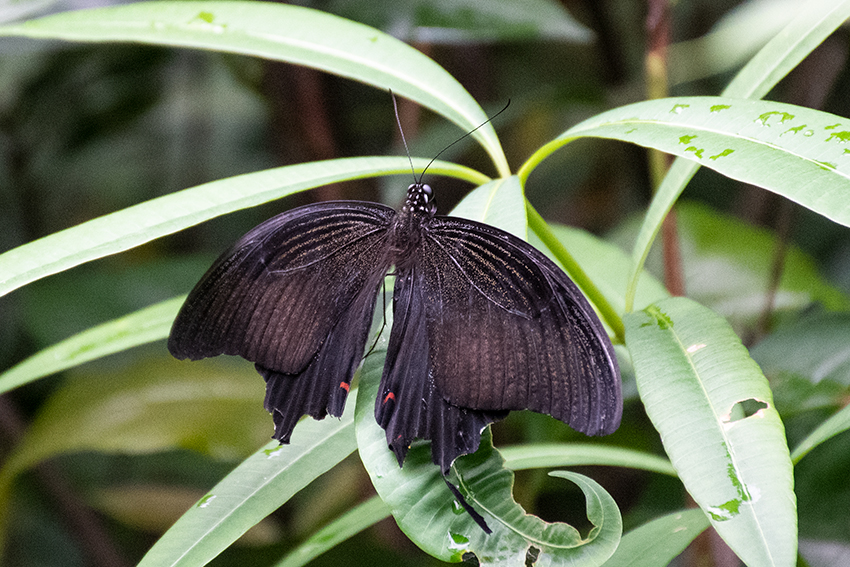 Butterflies 3, Kuala Lumpur Butterfly Park, Peninsular Malaysia