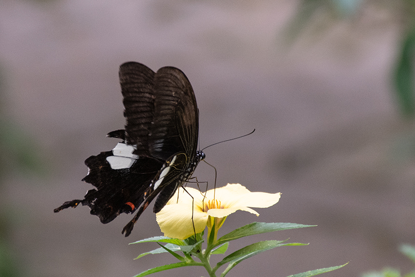 Butterflies 1, Kuala Lumpur Butterfly Park, Peninsular Malaysia