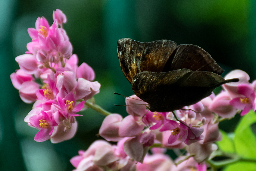 Butterflies 3, Kuala Lumpur Butterfly Park, Peninsular Malaysia