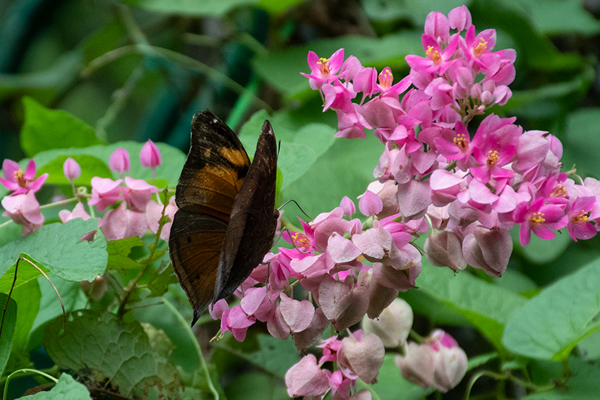 Butterflies 3, Kuala Lumpur Butterfly Park, Peninsular Malaysia