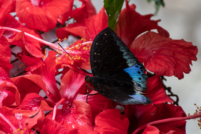 Butterflies 4, Kuala Lumpur Butterfly Park, Peninsular Malaysia