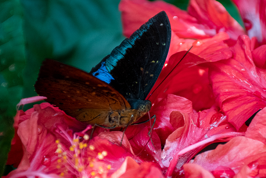 Butterflies 4, Kuala Lumpur Butterfly Park, Peninsular Malaysia