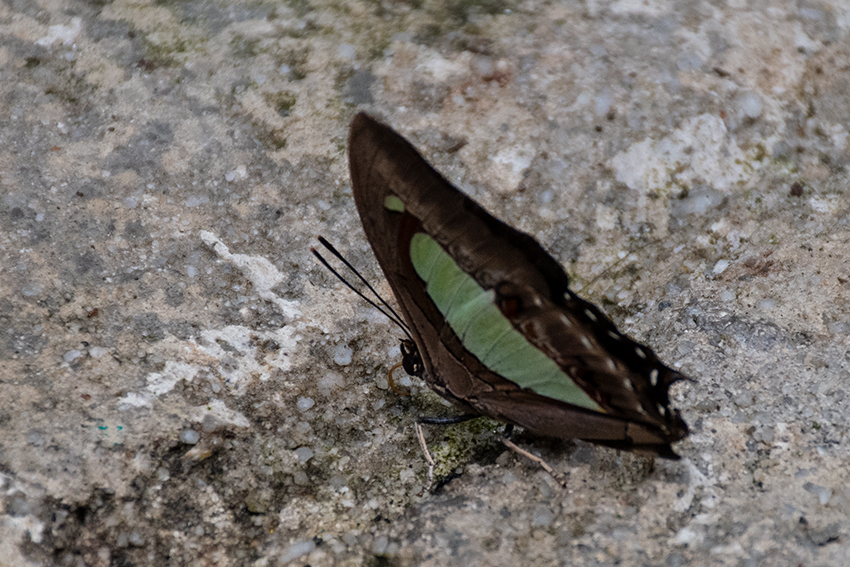 Butterflies 4, Kuala Lumpur Butterfly Park, Peninsular Malaysia