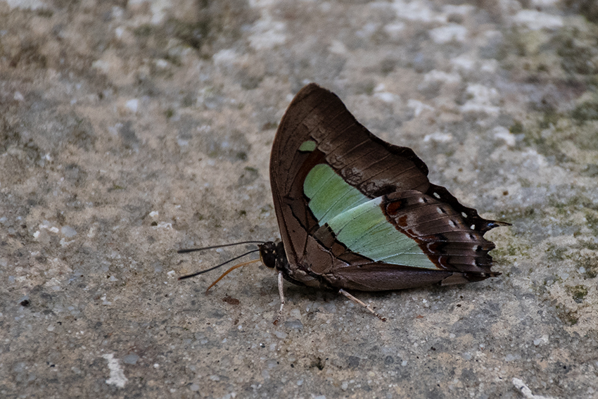 Butterflies 4, Kuala Lumpur Butterfly Park, Peninsular Malaysia