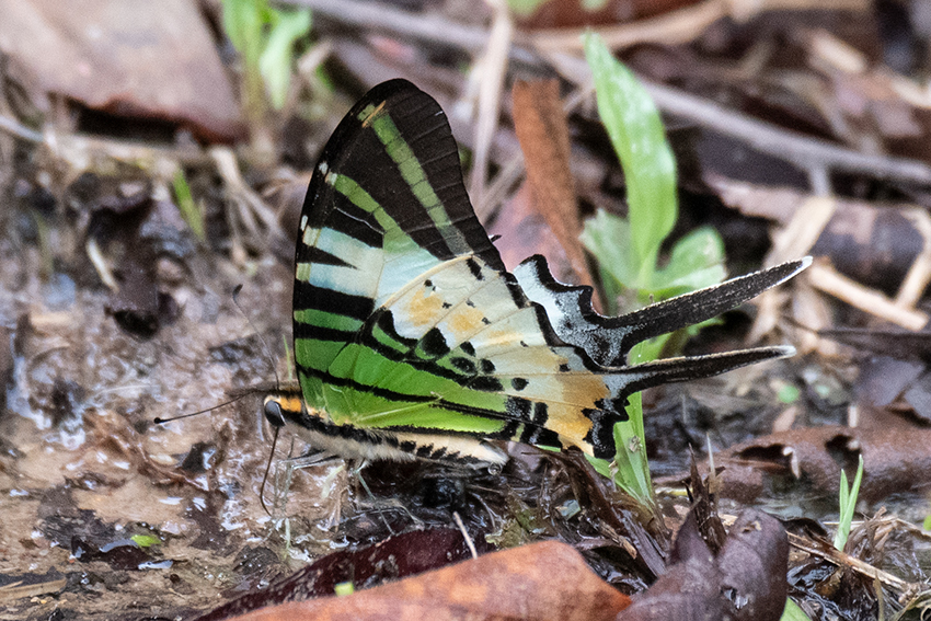 Five Bar Swordtail, Mutiara Taman Negara Resort and Boardwalk, Peninsular Malaysia