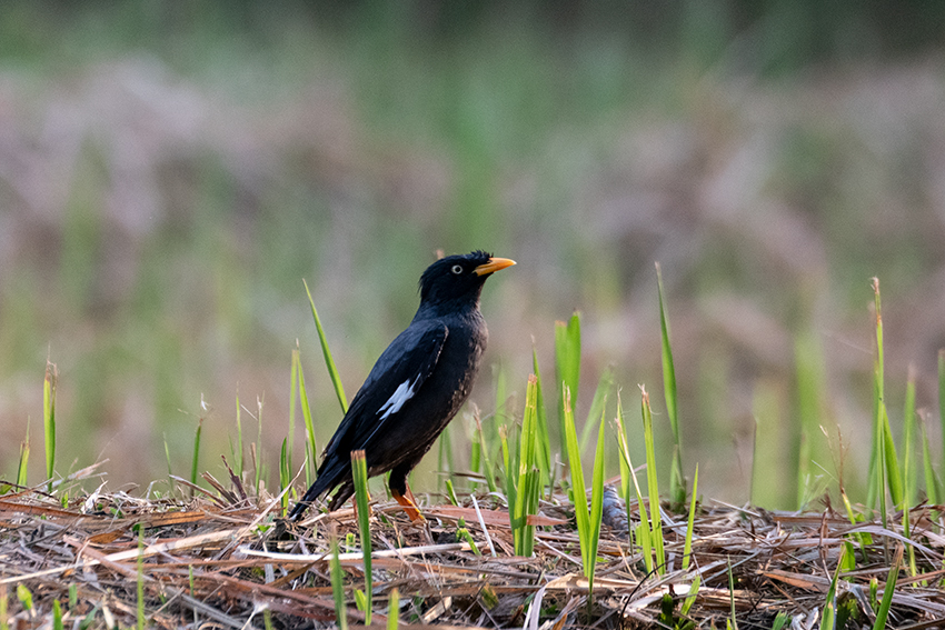 Crested Myna, Lake Putrajaya, Peninsular Malaysia