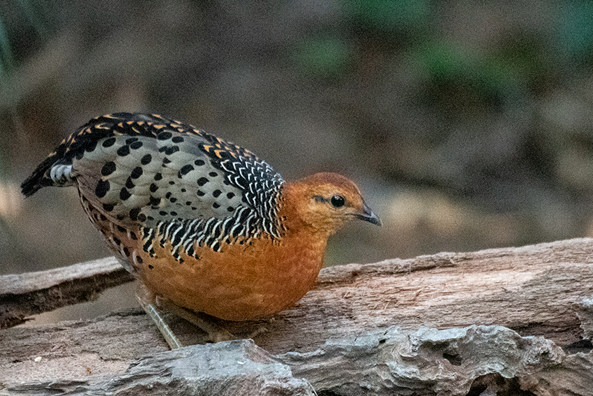 Ferruginous Partridge, Bukit Tinggi, Peninsular Malaysia