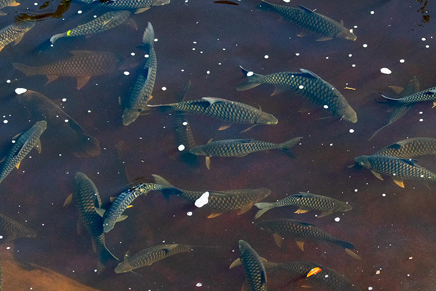 Kelah Fish Sanctuary, Mutiara Taman Negara Boatride, Peninsular Malaysia