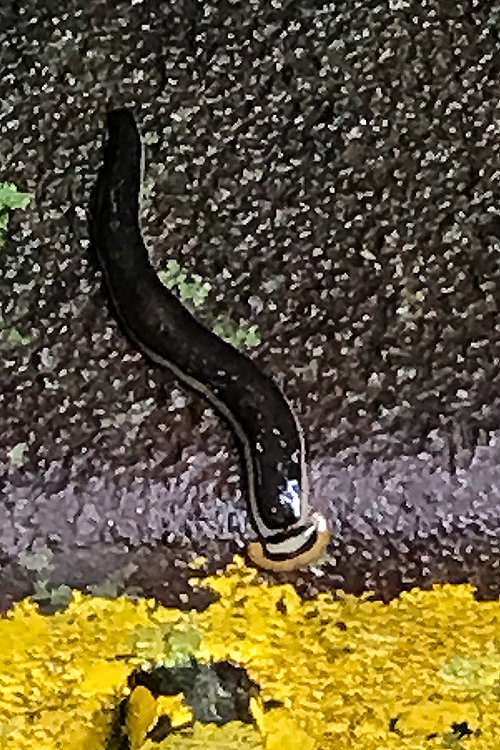 Leech, Mutiara Taman Negara Resort and Boardwalk, Peninsular Malaysia