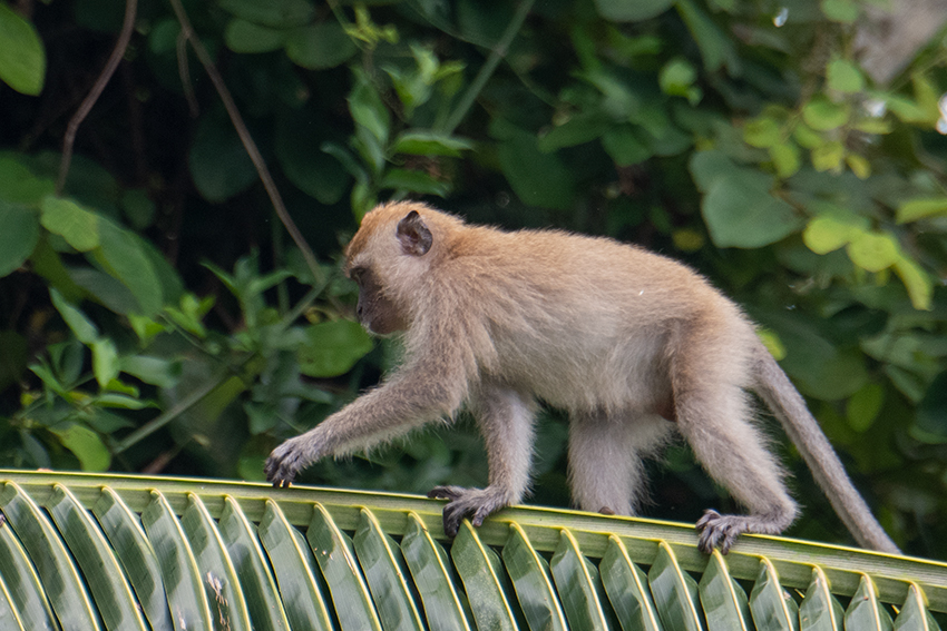 Long-tailed Macaque, Kuala Selangor, Peninsular Malaysia