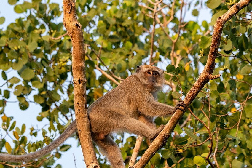 Long-tailed Macaque, Kuala Selangor, Peninsular Malaysia