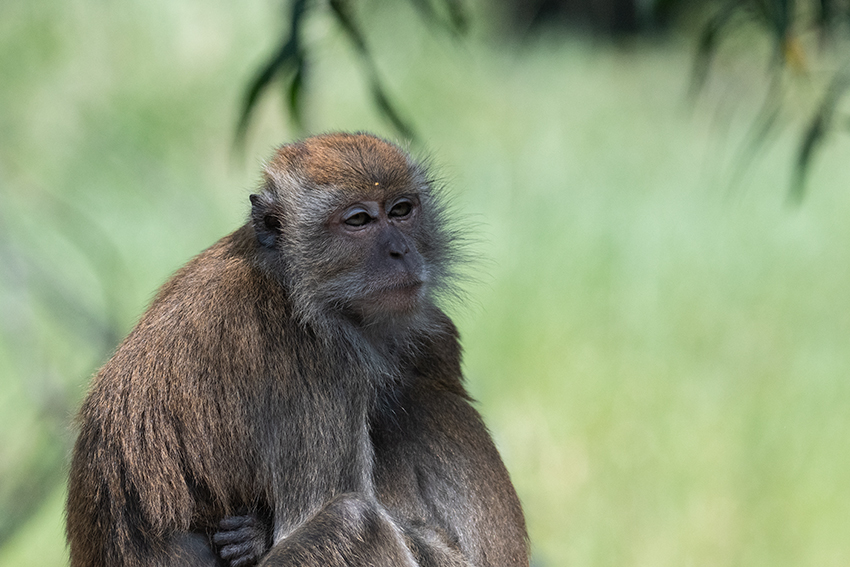 Long-tailed Macaque, Kuala Selangor Nature Park, Peninsular Malaysia