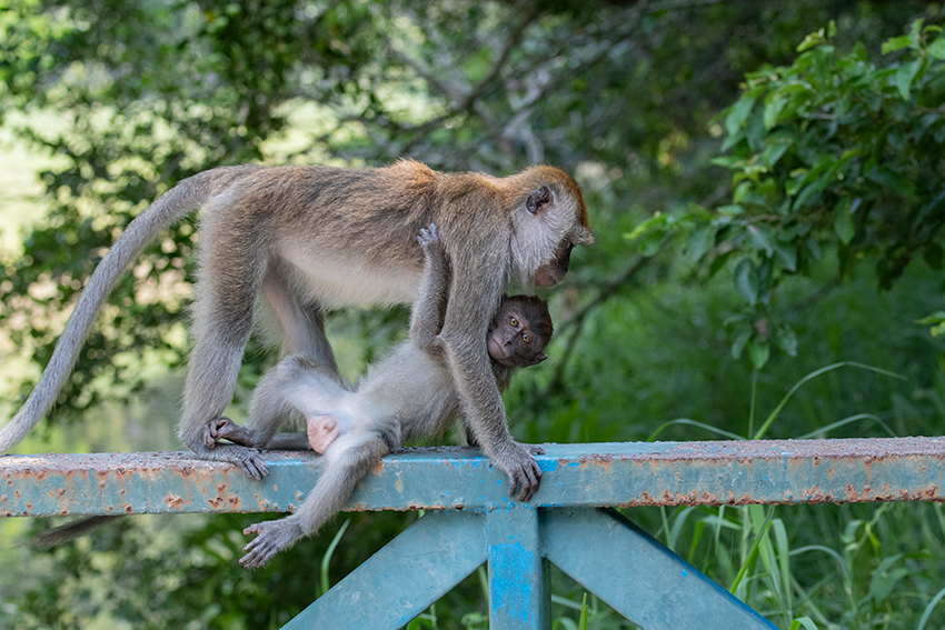 Long-tailed Macaque, Kuala Selangor Nature Park, Peninsular Malaysia