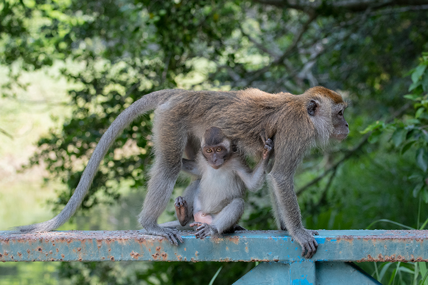 Long-tailed Macaque, Kuala Selangor Nature Park, Peninsular Malaysia