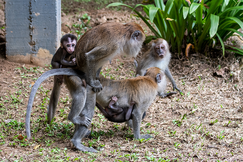 Long-tailed Macaque, Taman Negara, Peninsular Malaysia