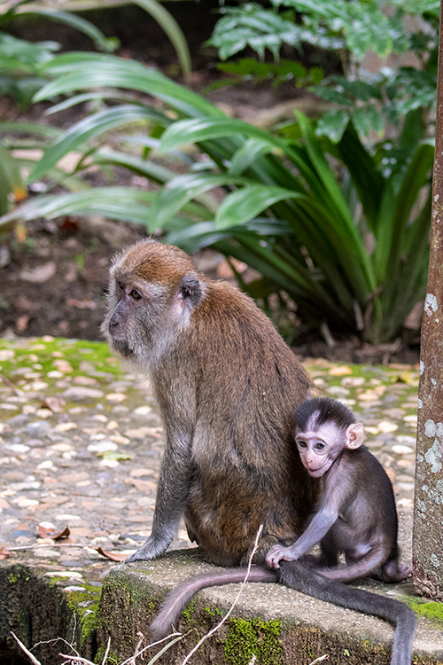 Long-tailed Macaque, Taman Negara, Peninsular Malaysia