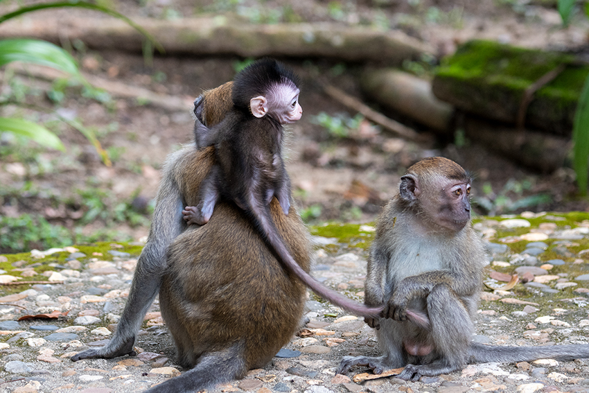 Long-tailed Macaque, Taman Negara, Peninsular Malaysia