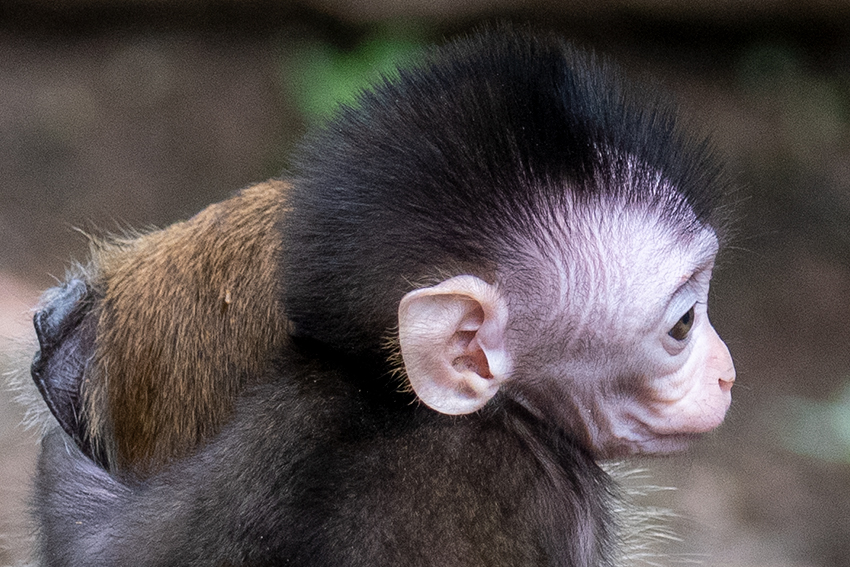 Long-tailed Macaque, Taman Negara, Peninsular Malaysia