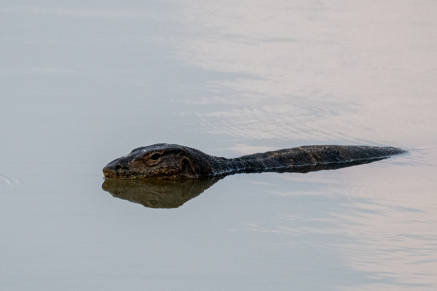 Asian Water Monitor, Lake Putrajaya, Peninsular Malaysia