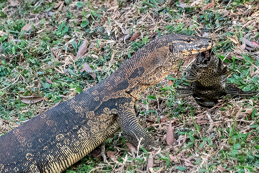 Asian Water Monitor, Lake Putrajaya, Peninsular Malaysia