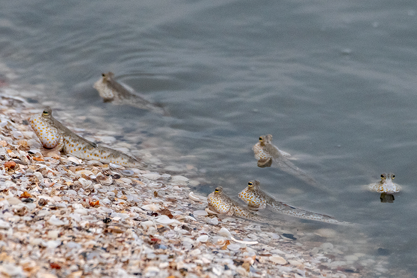 Mudskippers, Jeram, Selangor, Peninsular Malaysia