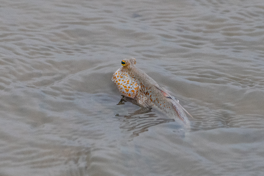 Mudskippers, Jeram, Selangor, Peninsular Malaysia