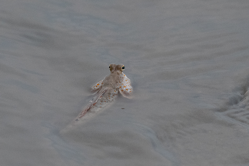 Mudskippers, Jeram, Selangor, Peninsular Malaysia