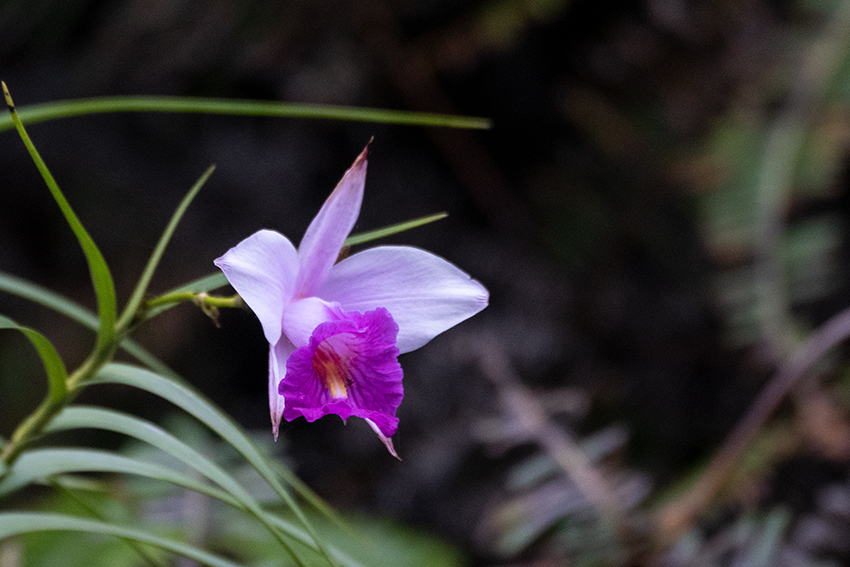 Lavender Orchid, Kuala Selangor, Peninsular Malaysia