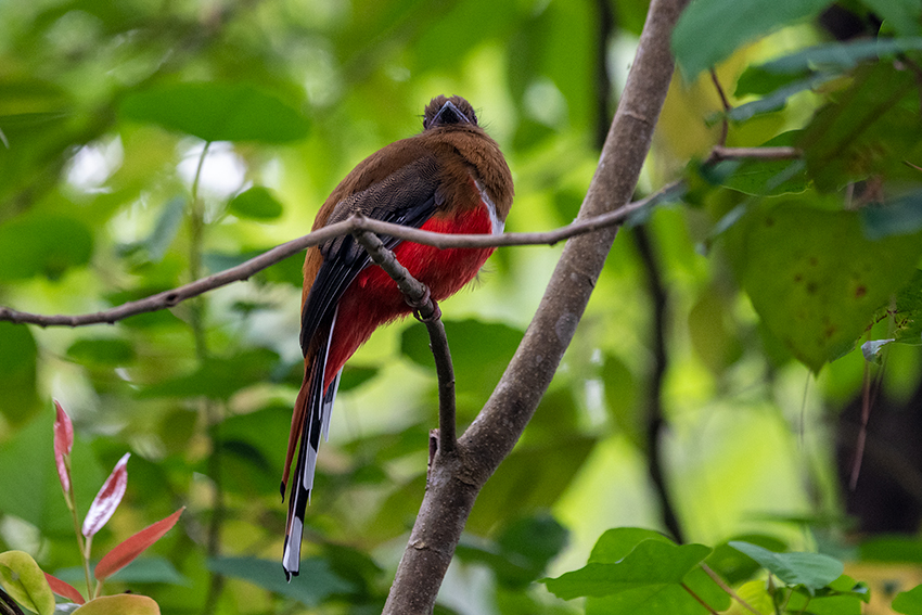 Red-headed Trogon, New Road, Fraser's Hill, Peninsular Malaysia