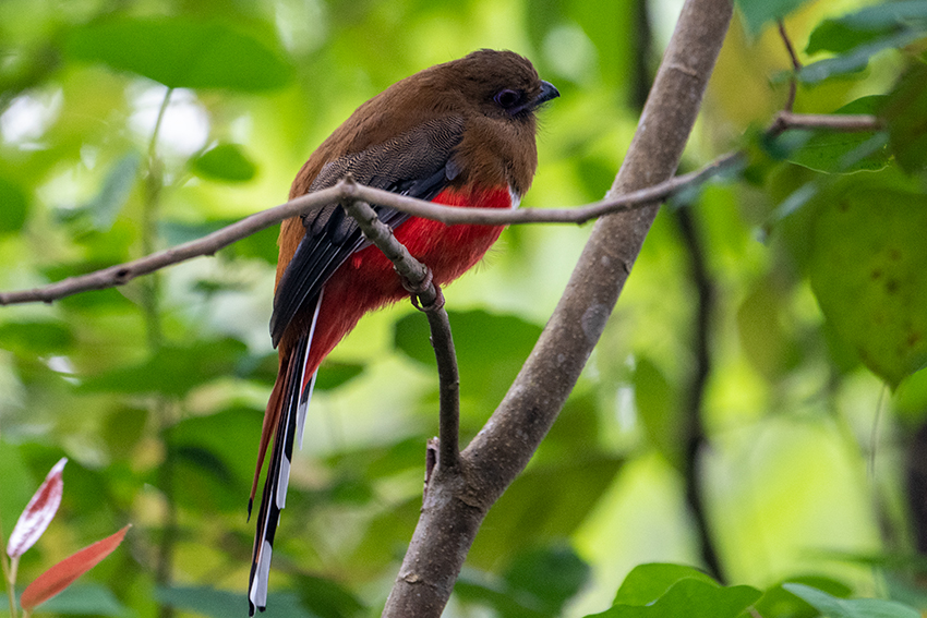 Red-headed Trogon, New Road, Fraser's Hill, Peninsular Malaysia