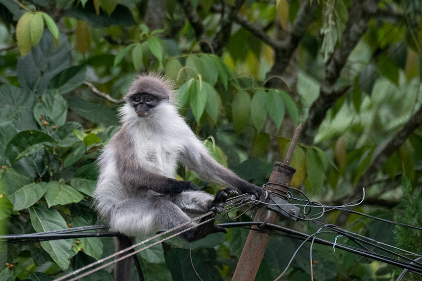 Silvered Leaf Monkey, New Road, Fraser's Hill, Peninsular Malaysia