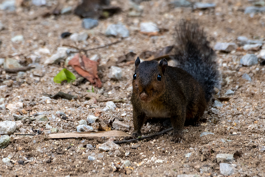 Red-cheeked Squirrel, Old Road, Fraser's Hill, Peninsular Malaysia