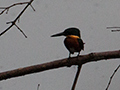 American Pygmy Kingfisher, Summit Ponds, Panama
