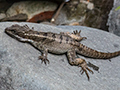 Basilisk Lizard, Canopy Lodge, Panama