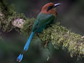 Broad-billed Motmot, Canopy Lodge Environs, Panama