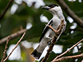 Black-crowned Tityra, Bosque Protector Palo Seco, Bocas del Toro, Panama