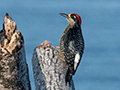 Black-cheeked Woodpecker, Tranquilo Bay Lodge, Bastimentos Island, Panama