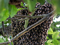 Bee Swarm, Chiriqu Grande, Bocas del Toro, Panama