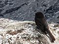 Black Phoebe, Fortuna and Antenna Roads, Bocas del Toro, Panama