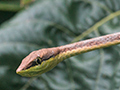 Brown Vine Snake, Tranquilo Bay Lodge, Bastimentos Island, Panama