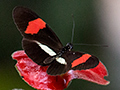 Butterflies, Gamboa Rainforest Resort, Panama