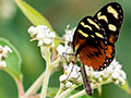 Butterfly, Chiriqu Grande, Bocas del Toro, Panama
