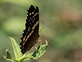 Butterfly, Cerro Gaital Natural Monument, Panama